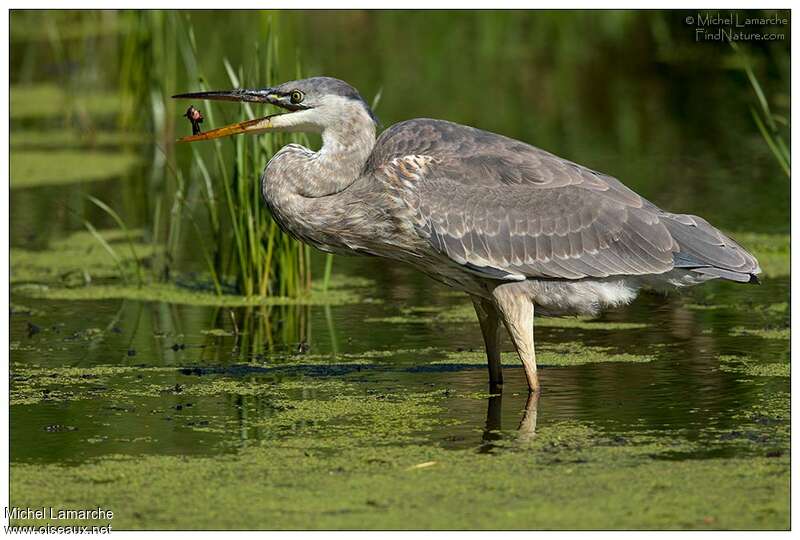 Great Blue Heronjuvenile, pigmentation, feeding habits, fishing/hunting, Behaviour