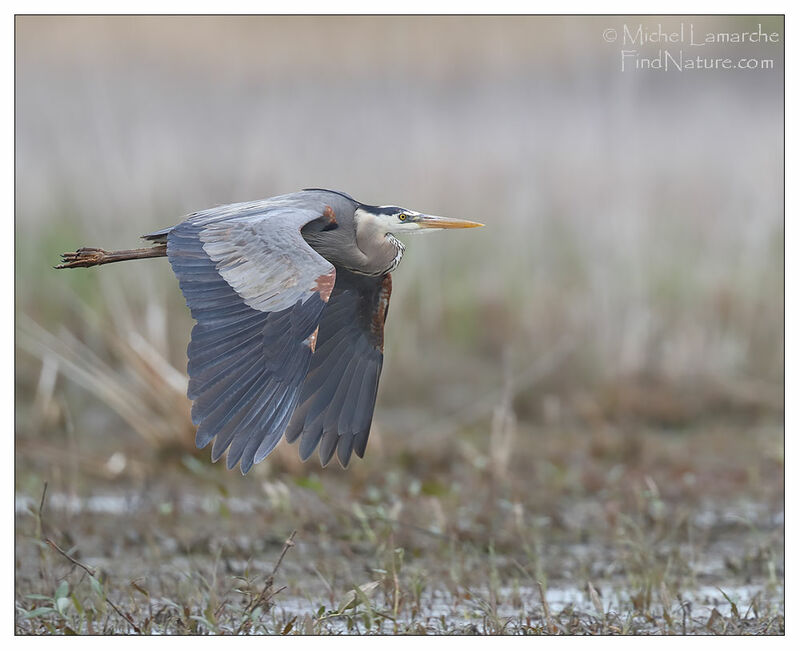 Great Blue Heron