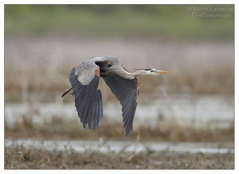 Great Blue Heron