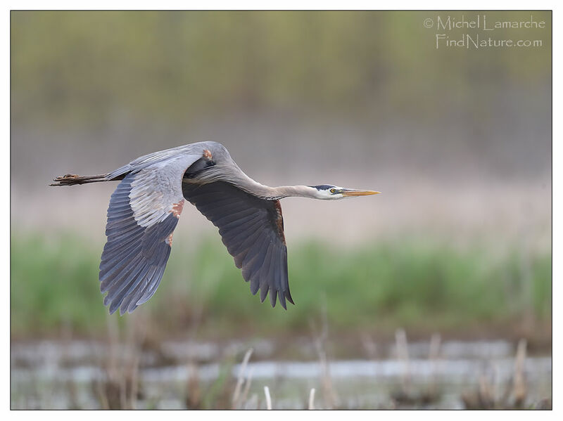 Great Blue Heron