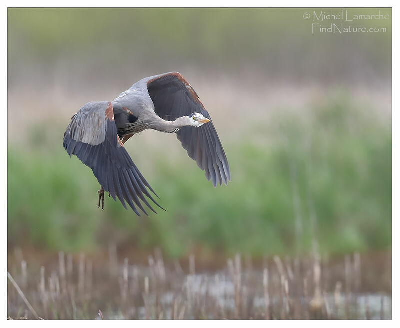 Great Blue Heron