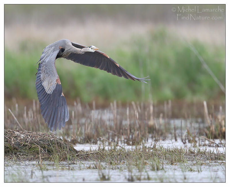 Great Blue Heron