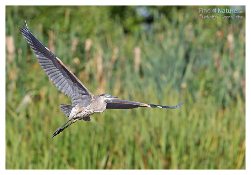 Great Blue Heron, Flight