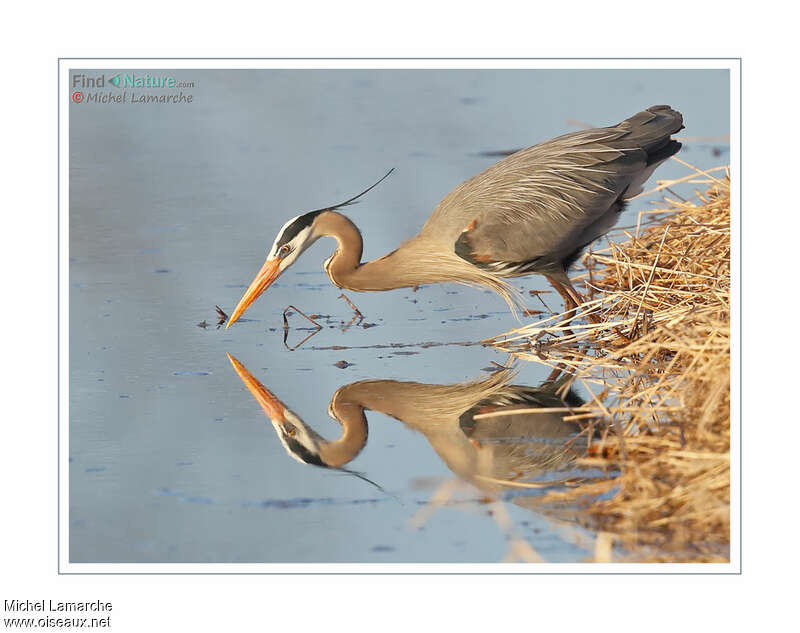 Grand Héronadulte, pêche/chasse