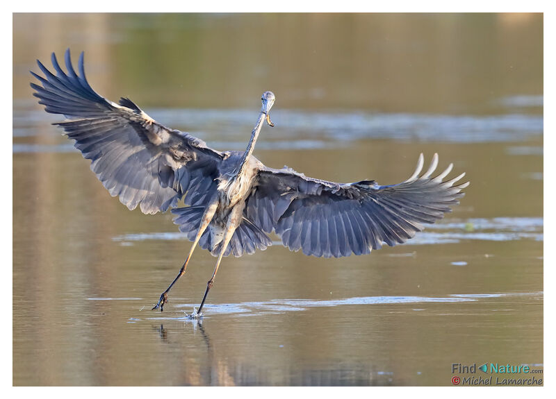 Great Blue Heron, Flight