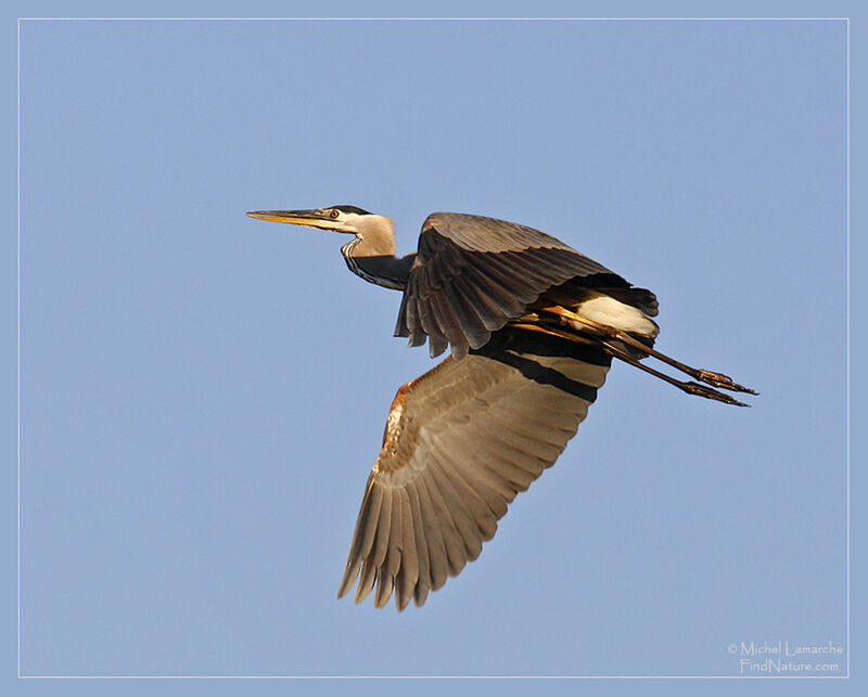 Great Blue Heron