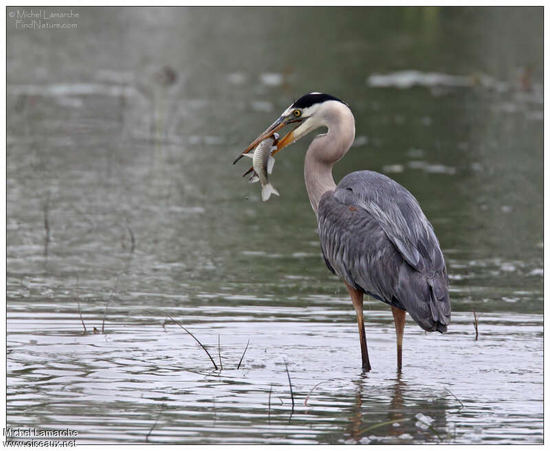 Grand Héronadulte, régime, pêche/chasse