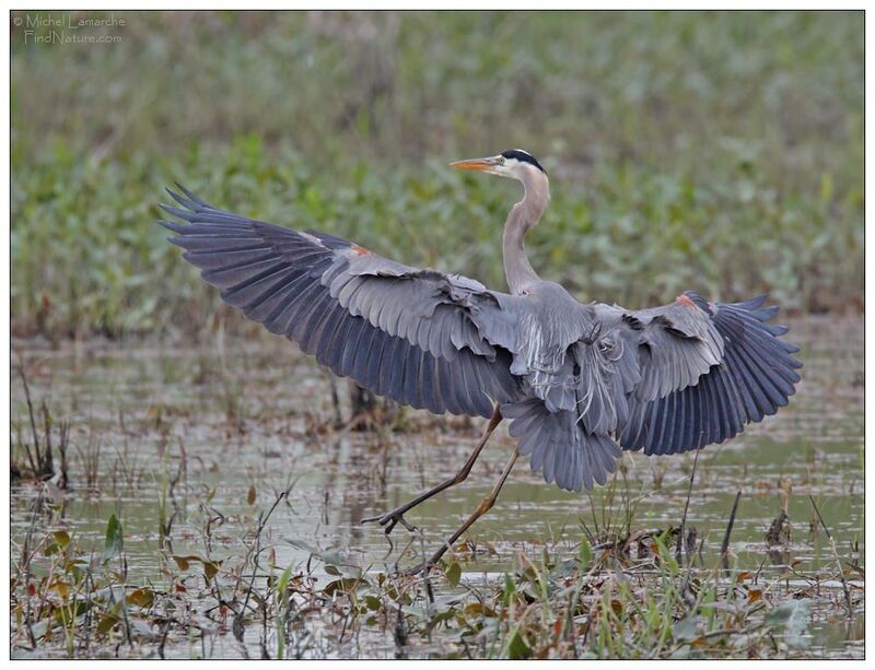 Great Blue Heron