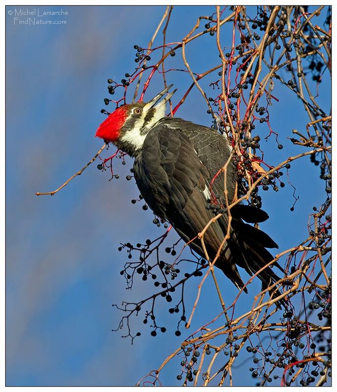 Pileated Woodpecker female adult