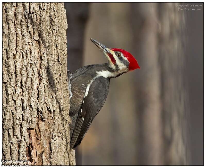 Pileated Woodpecker male adult, close-up portrait