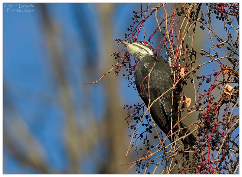 Pileated Woodpecker female adult