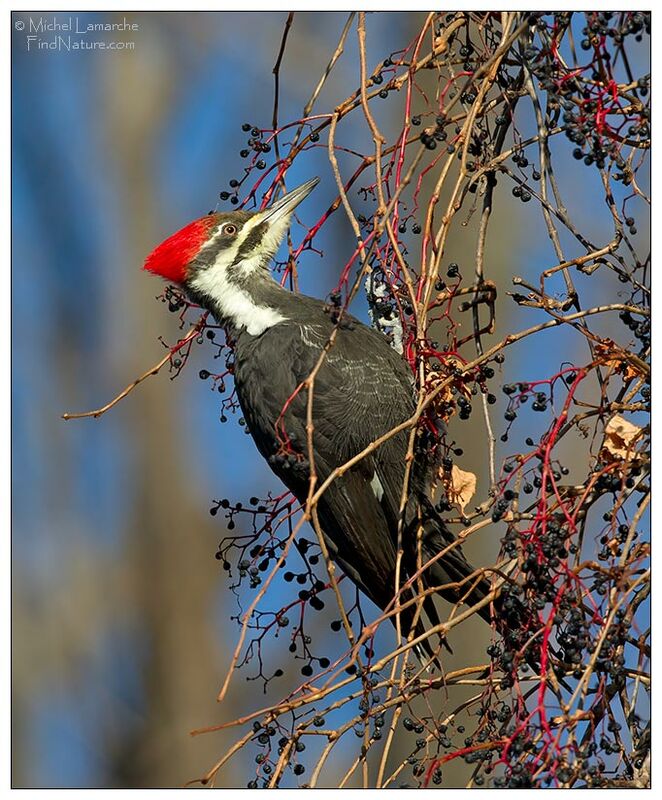 Pileated Woodpecker female adult