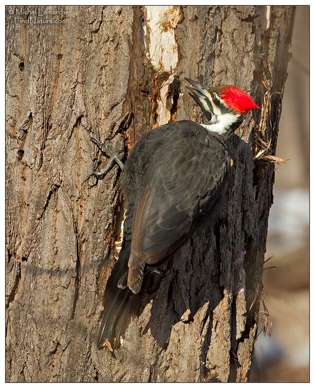 Pileated Woodpecker female adult