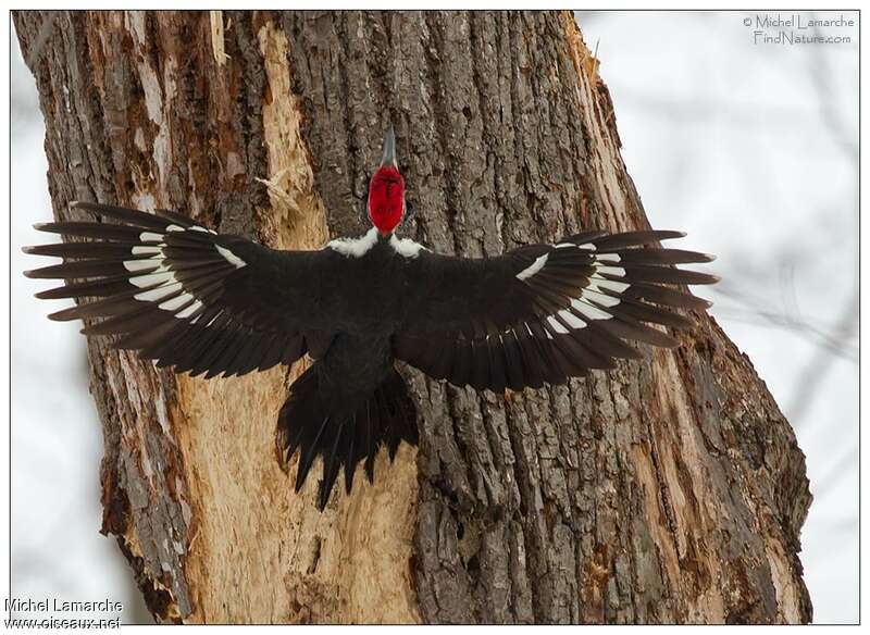 Pileated Woodpeckeradult, aspect, pigmentation