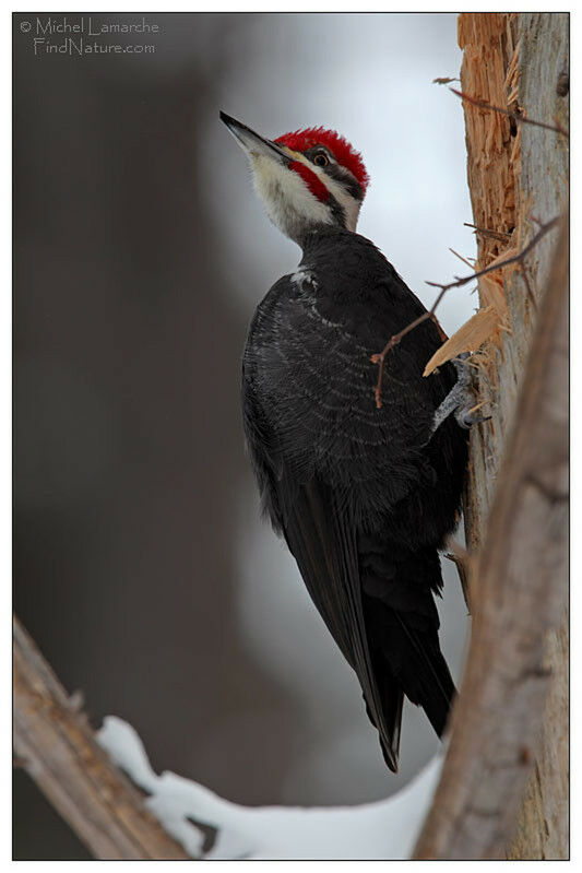 Pileated Woodpecker male