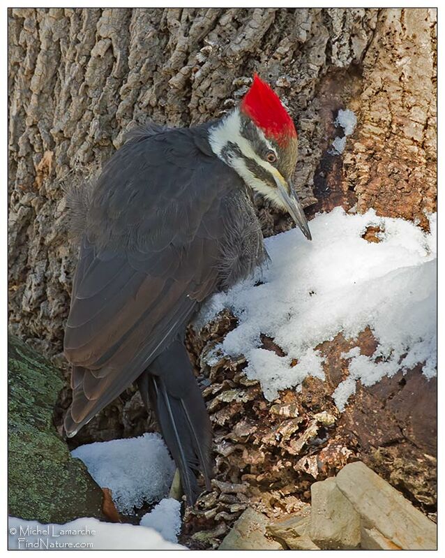 Pileated Woodpecker female adult