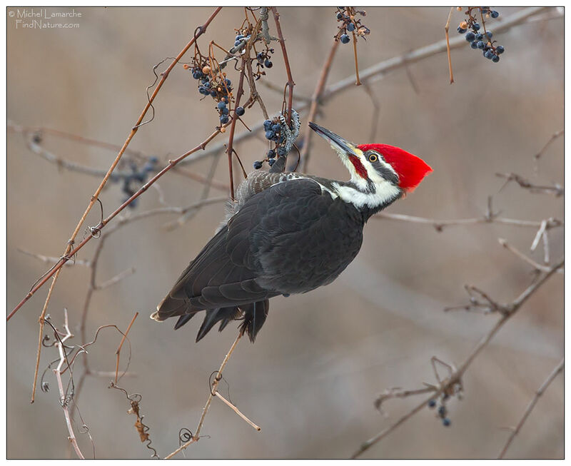 Pileated Woodpecker male adult