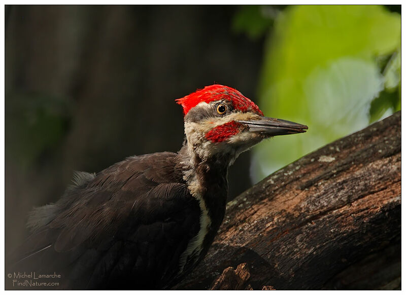 Pileated Woodpecker male