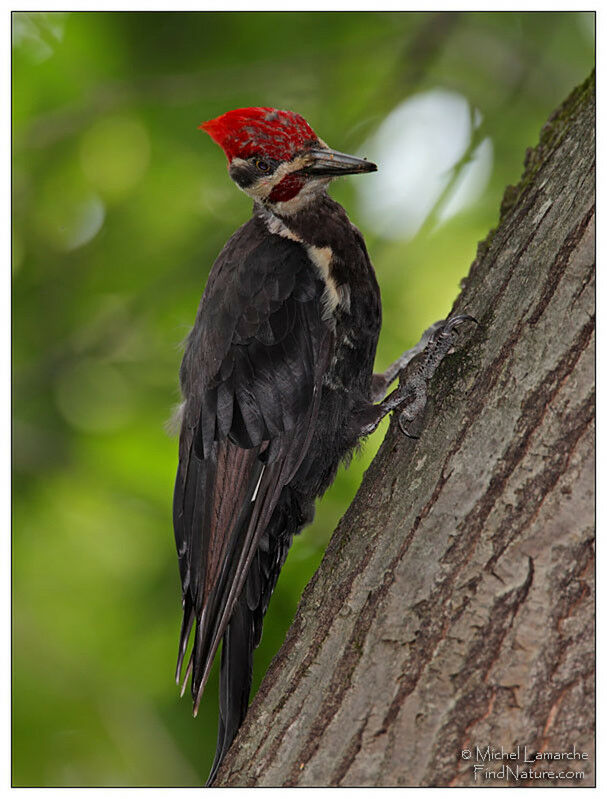 Pileated Woodpecker male