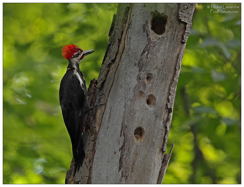 Pileated Woodpecker male