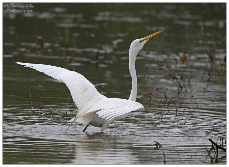 Great Egretadult