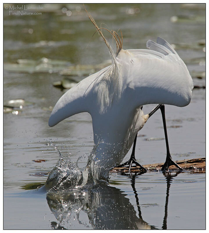 Great Egretadult, Behaviour