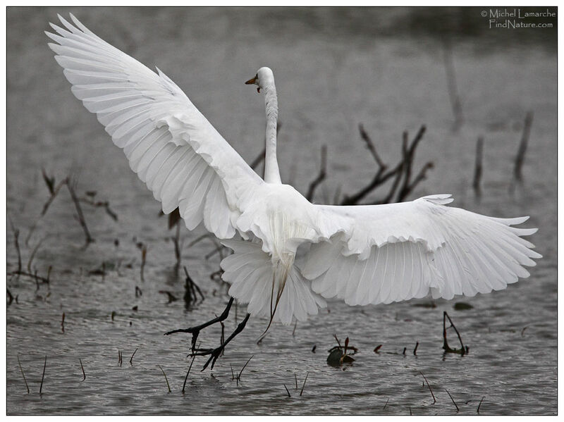 Great Egretadult