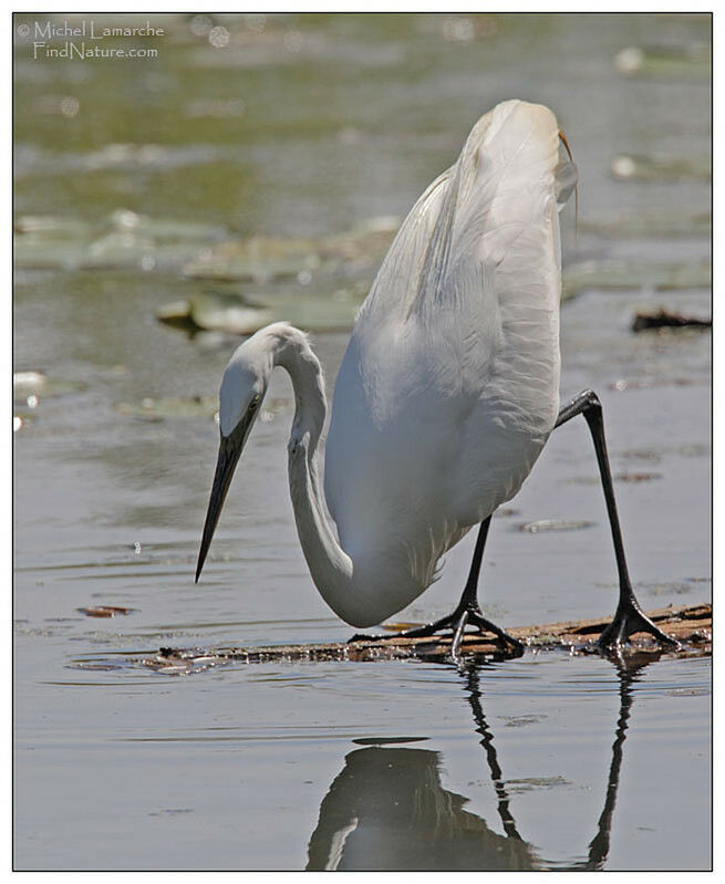 Great Egretadult, Behaviour