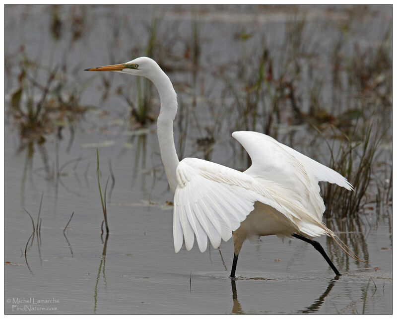 Great Egretadult