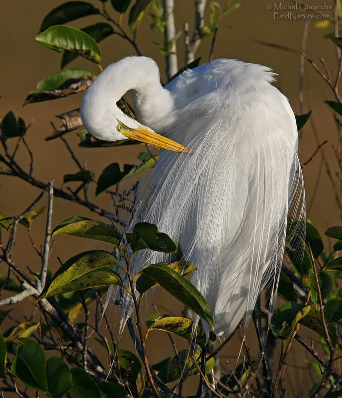 Grande Aigrette