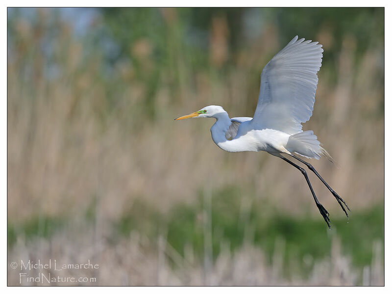 Great Egret, Flight