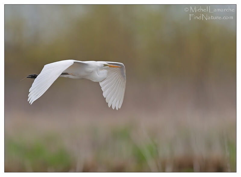 Grande Aigrette