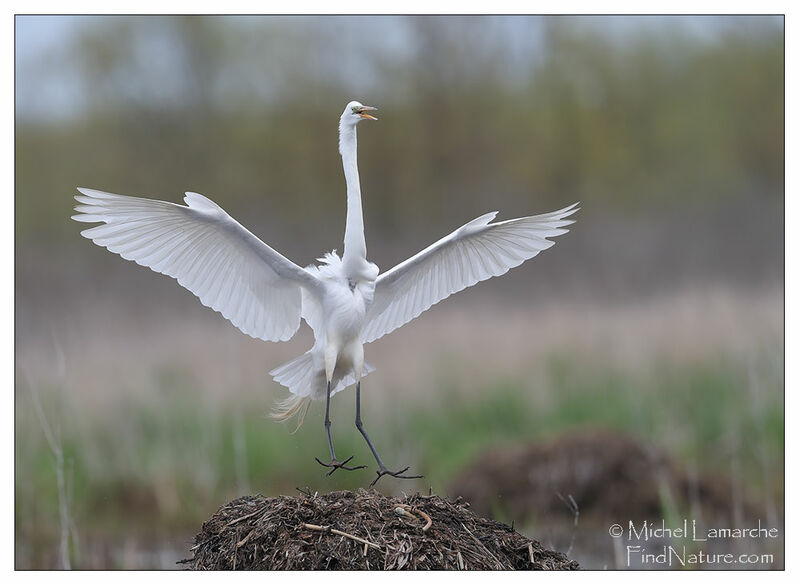 Grande Aigrette