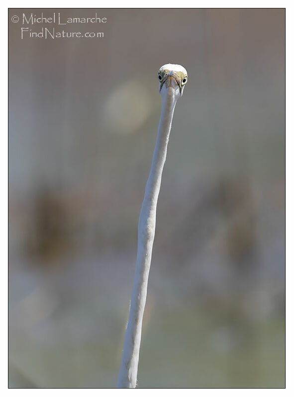 Grande Aigrette