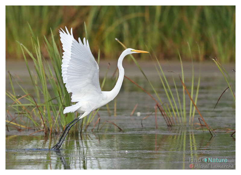 Great Egret