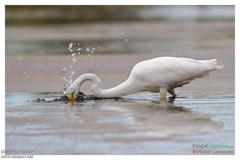 Great Egret, fishing/hunting