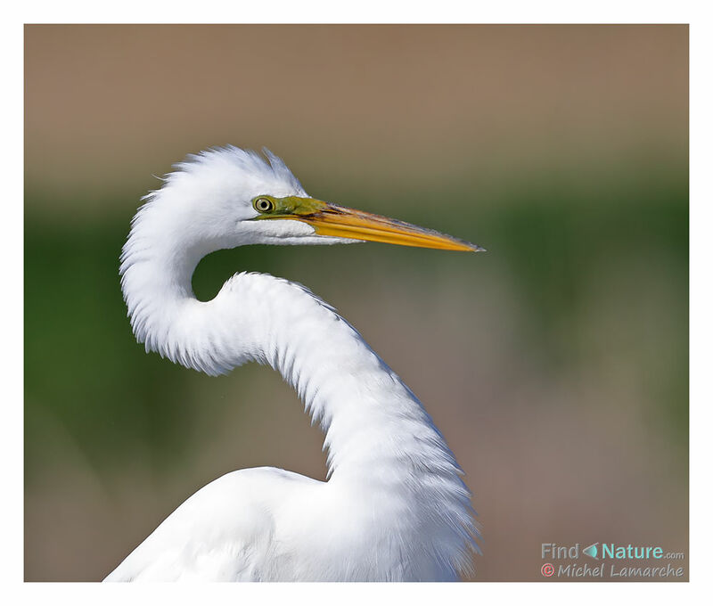 Grande Aigrette