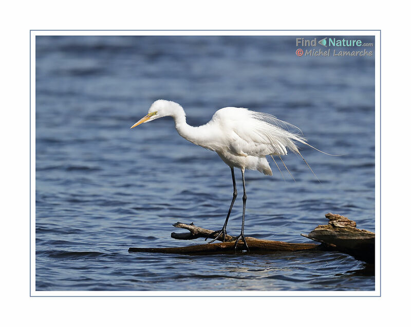 Grande Aigrette