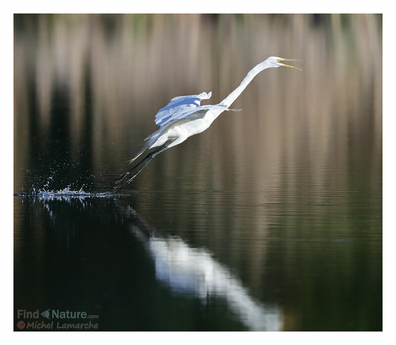 Grande Aigrette