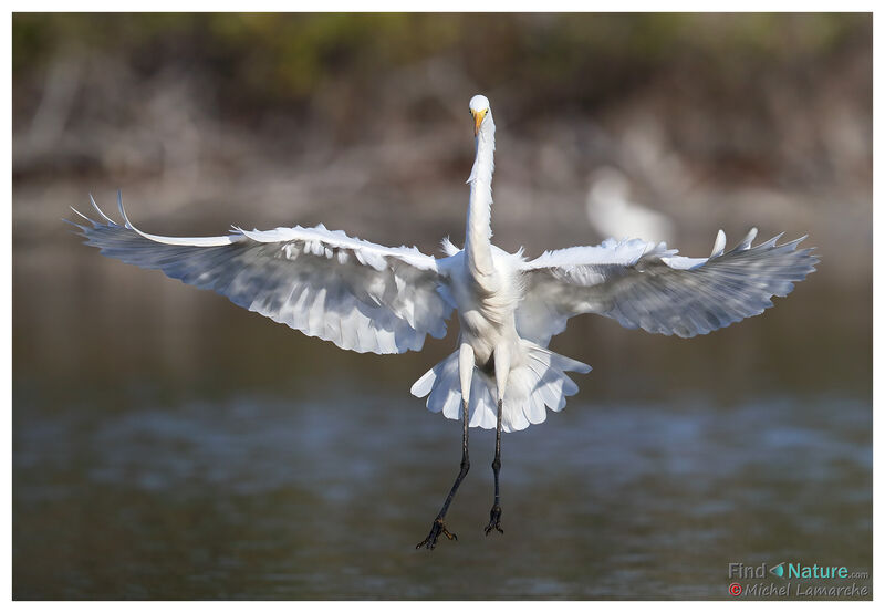 Great Egret, Flight