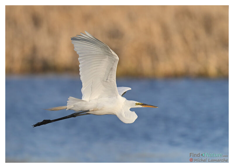 Great Egret, Flight