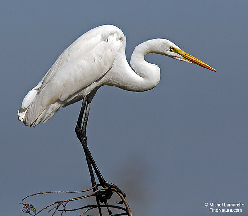 Grande Aigrette