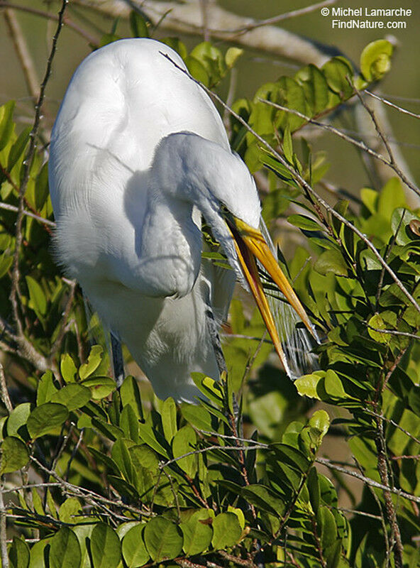 Grande Aigrette