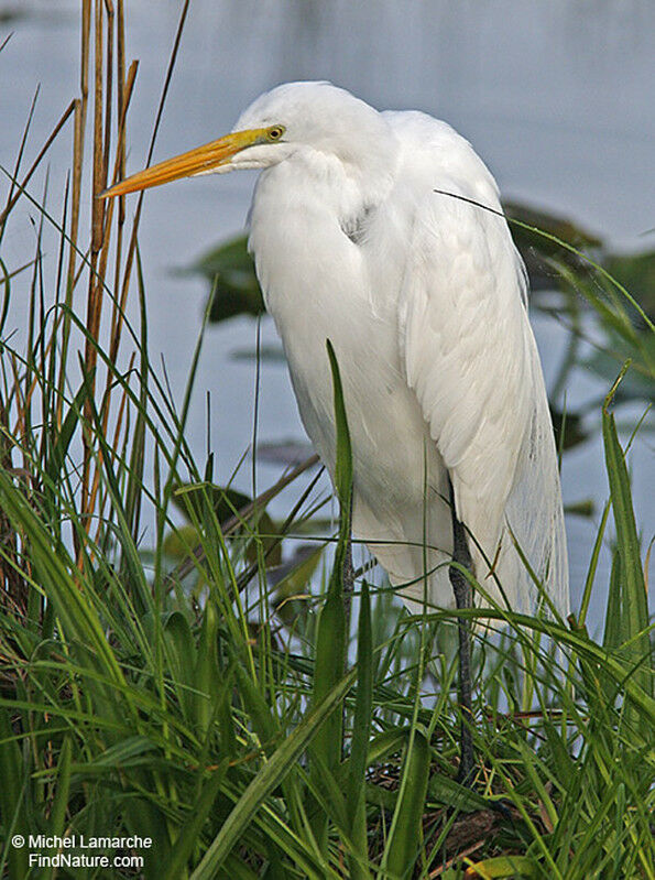 Great Egret