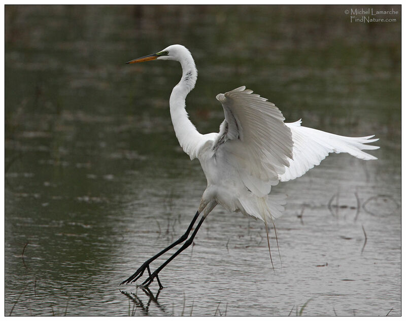 Great Egretadult