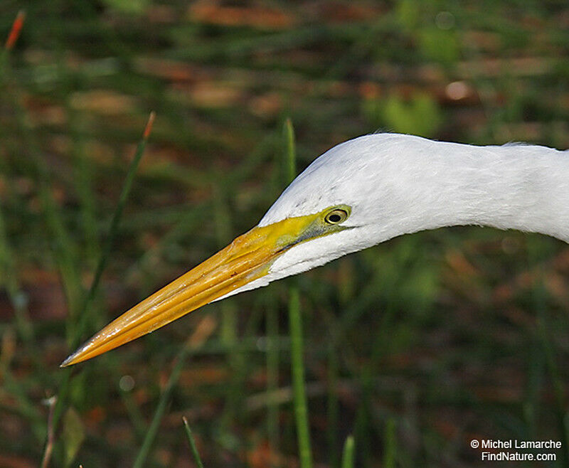 Grande Aigrette