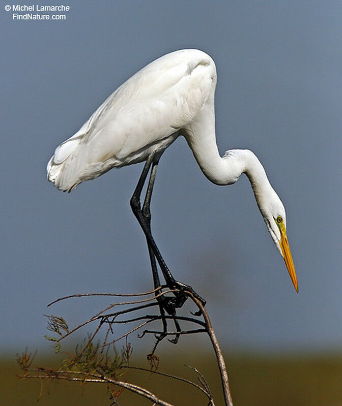 Grande Aigrette