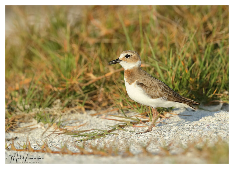 Wilson's Plover