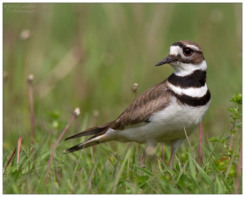 Killdeer