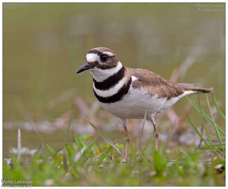 Killdeer female adult breeding, close-up portrait